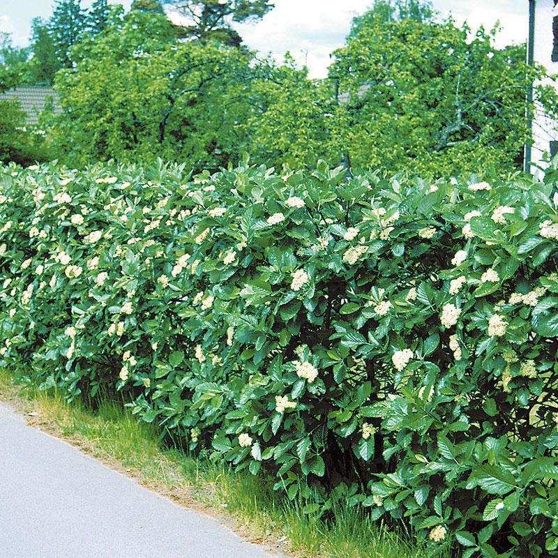 Piardino Oxel OMNIA Sorbus intermedia E